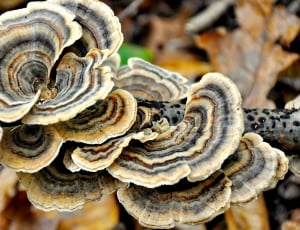 Autumn, Mushroom, Forest, close-up, nature thumbnail