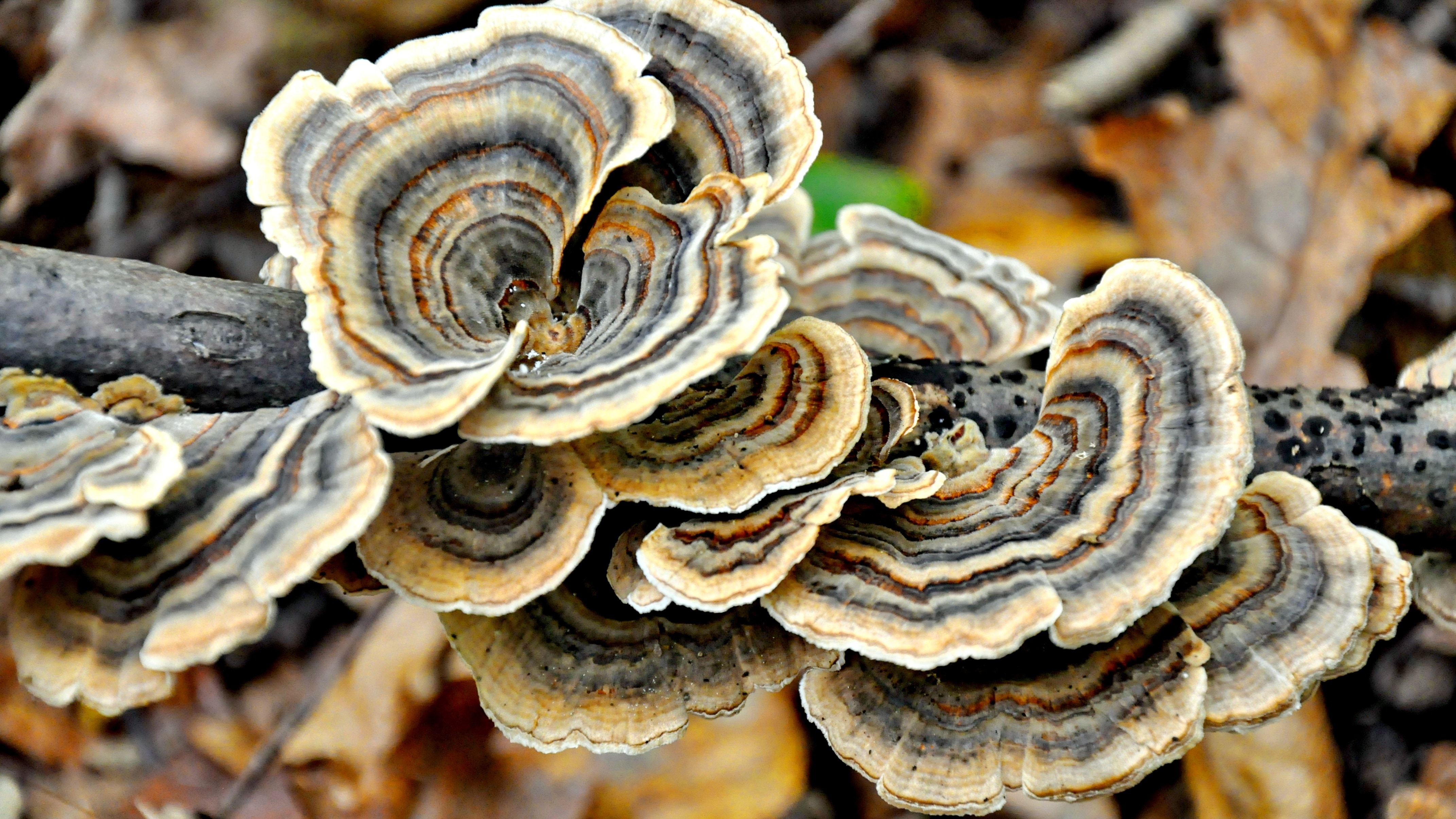 Autumn, Mushroom, Forest, close-up, nature