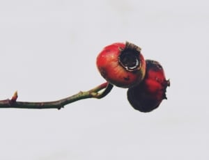 two red round fruits thumbnail
