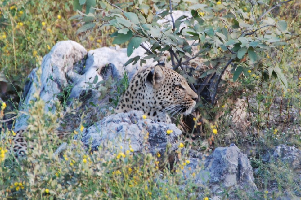 Concerns, Africa, Leopard, Animal, spotted, one animal preview