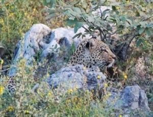 Concerns, Africa, Leopard, Animal, spotted, one animal thumbnail