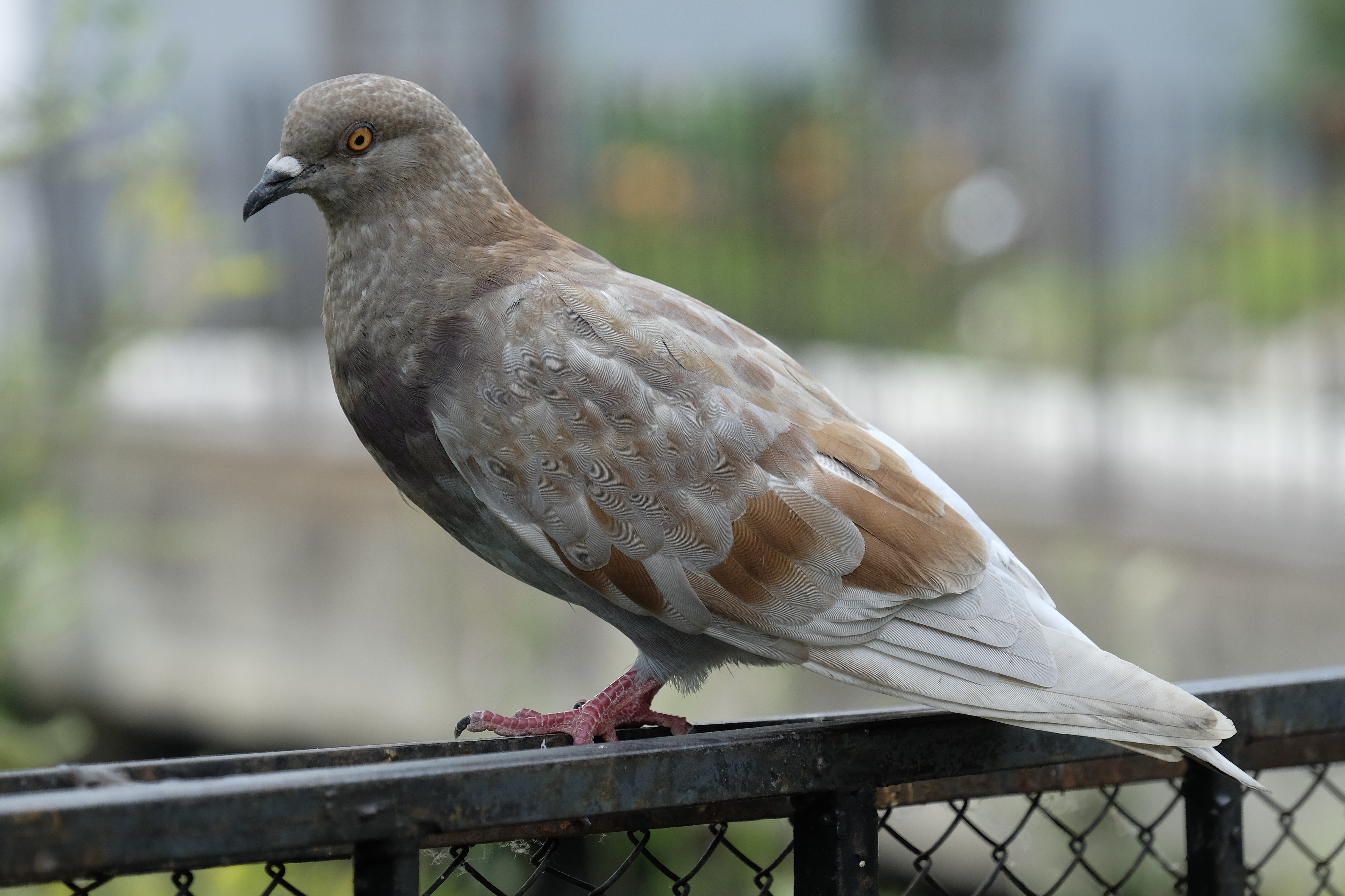 Feathered Race, Pigeons, Bird, bird, one animal