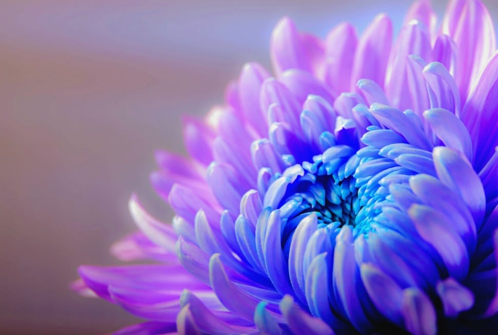 Chrysanthemum - một loại hoa kinh điển, đại diện cho tình cảm, sự thăng hoa và kỳ diệu của cuộc sống. Với màu sắc đa dạng, mỗi loại chrysanthemum mang một ý nghĩa khác nhau, đem lại nhiều ý nghĩa cho chủ nhân.