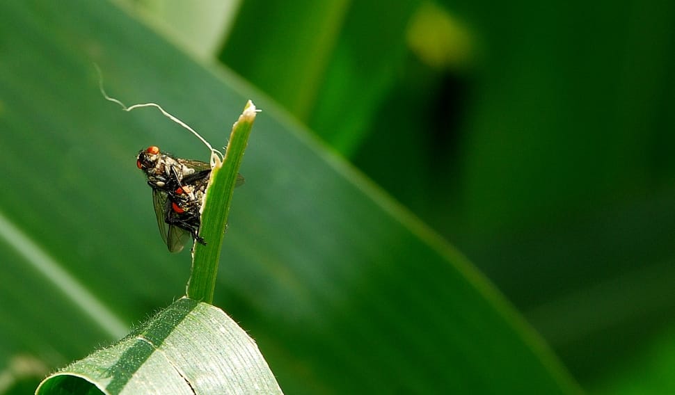 two orange-eyed flies on green leaf preview