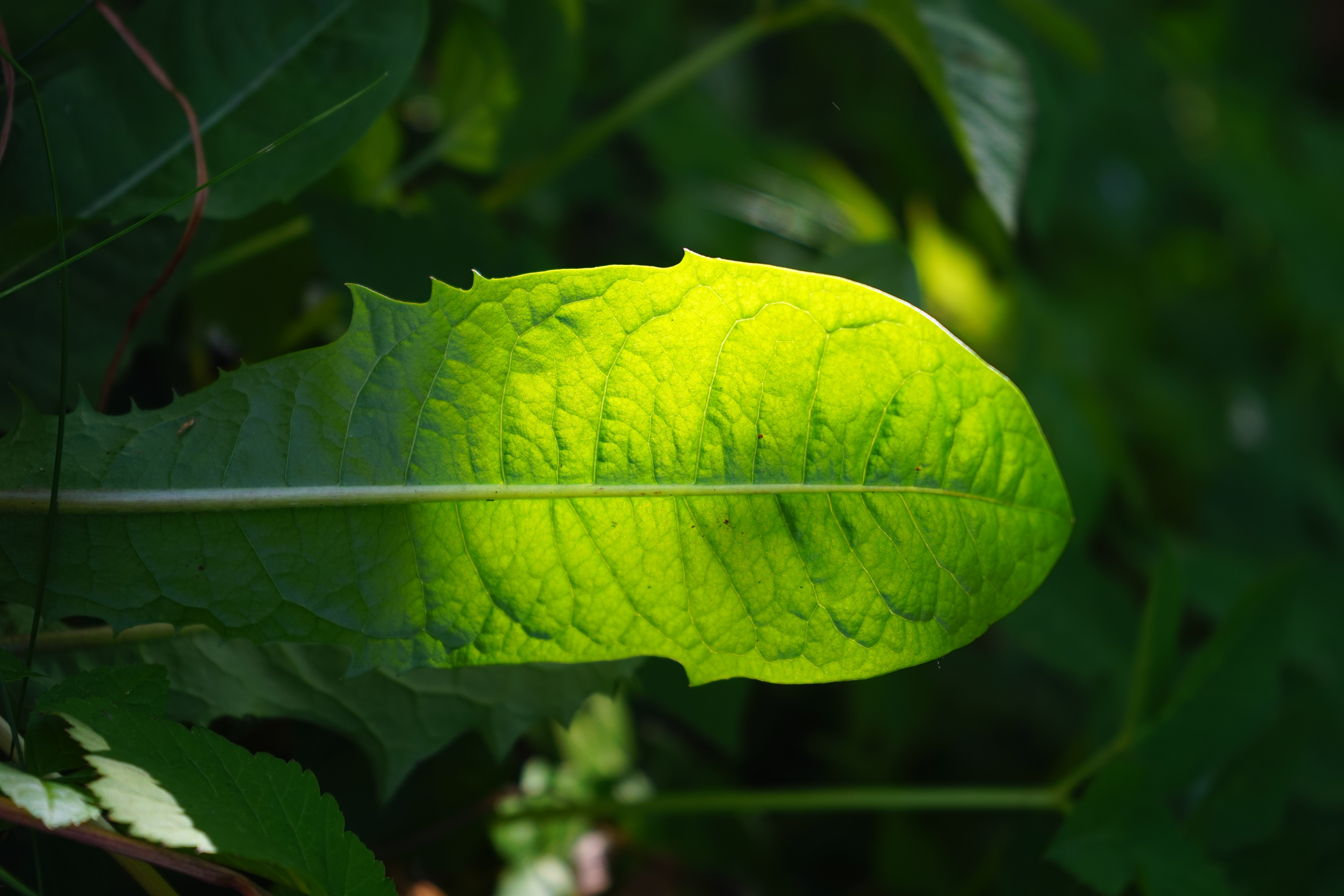 Растение листья желто-зеленые широкие