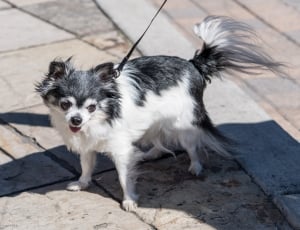 black and white long coated short dog thumbnail