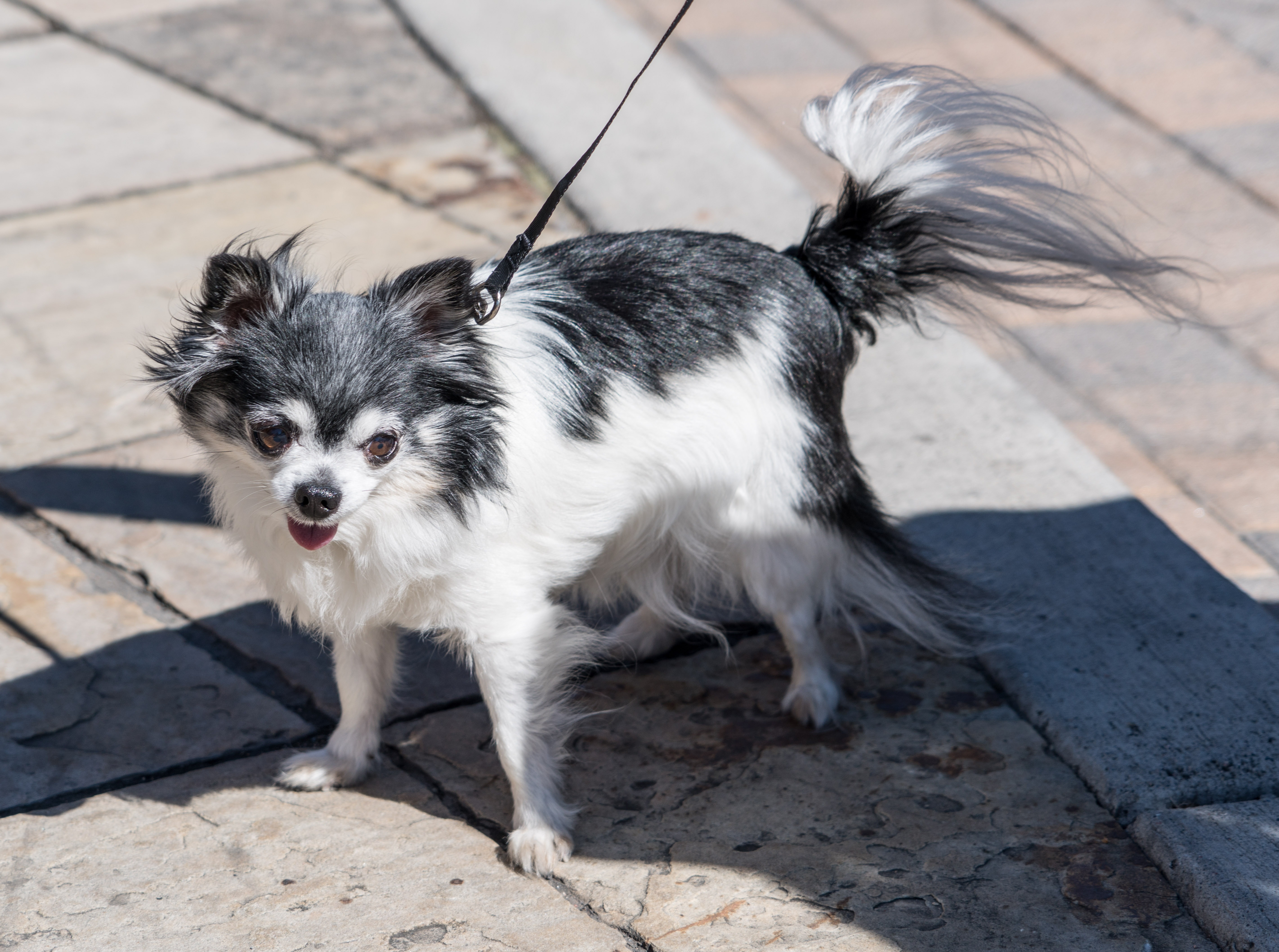 black and white long coated short dog