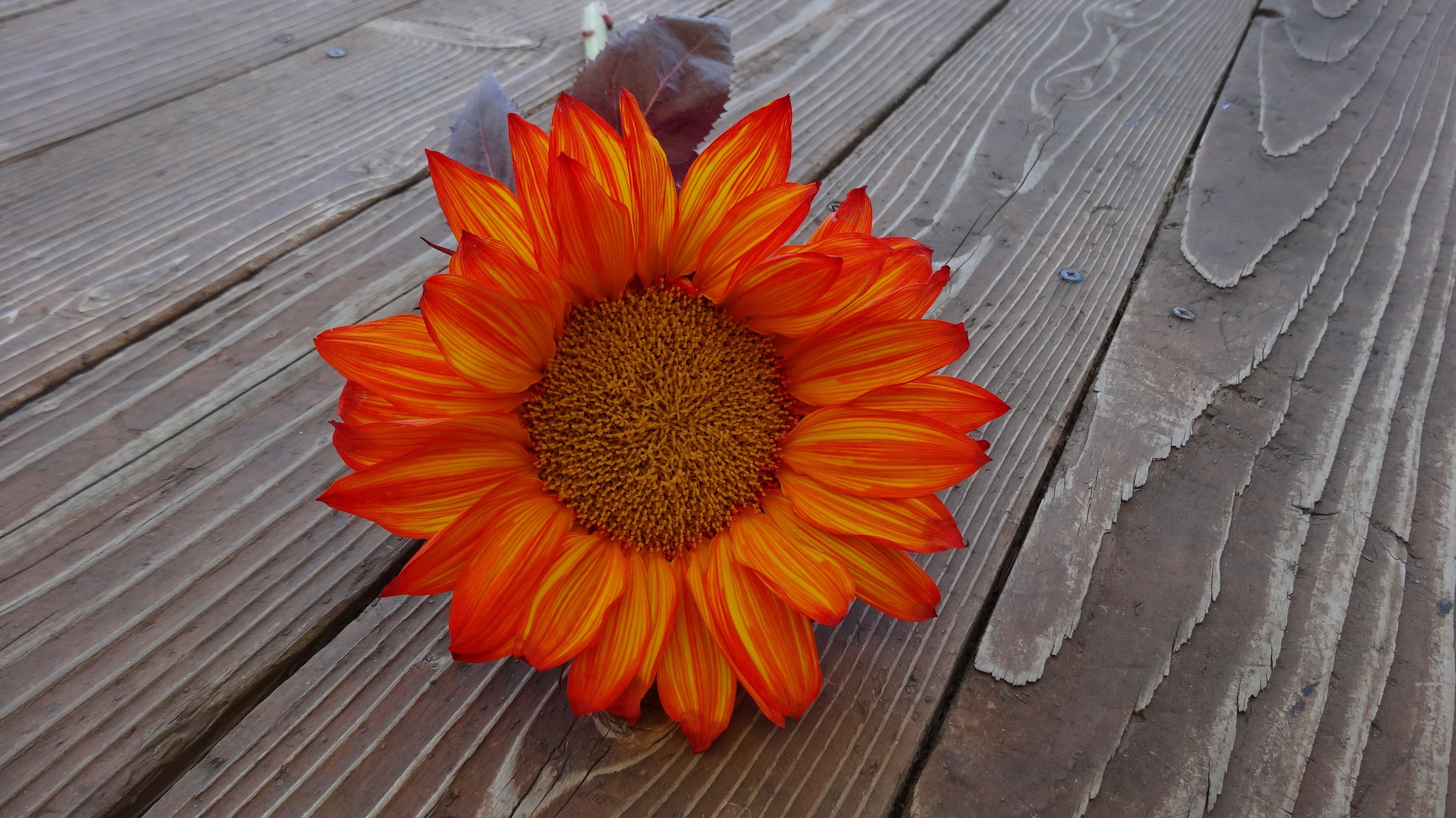 orange sunflower