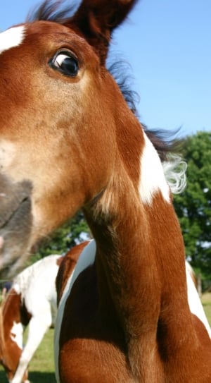 brown and white horse thumbnail