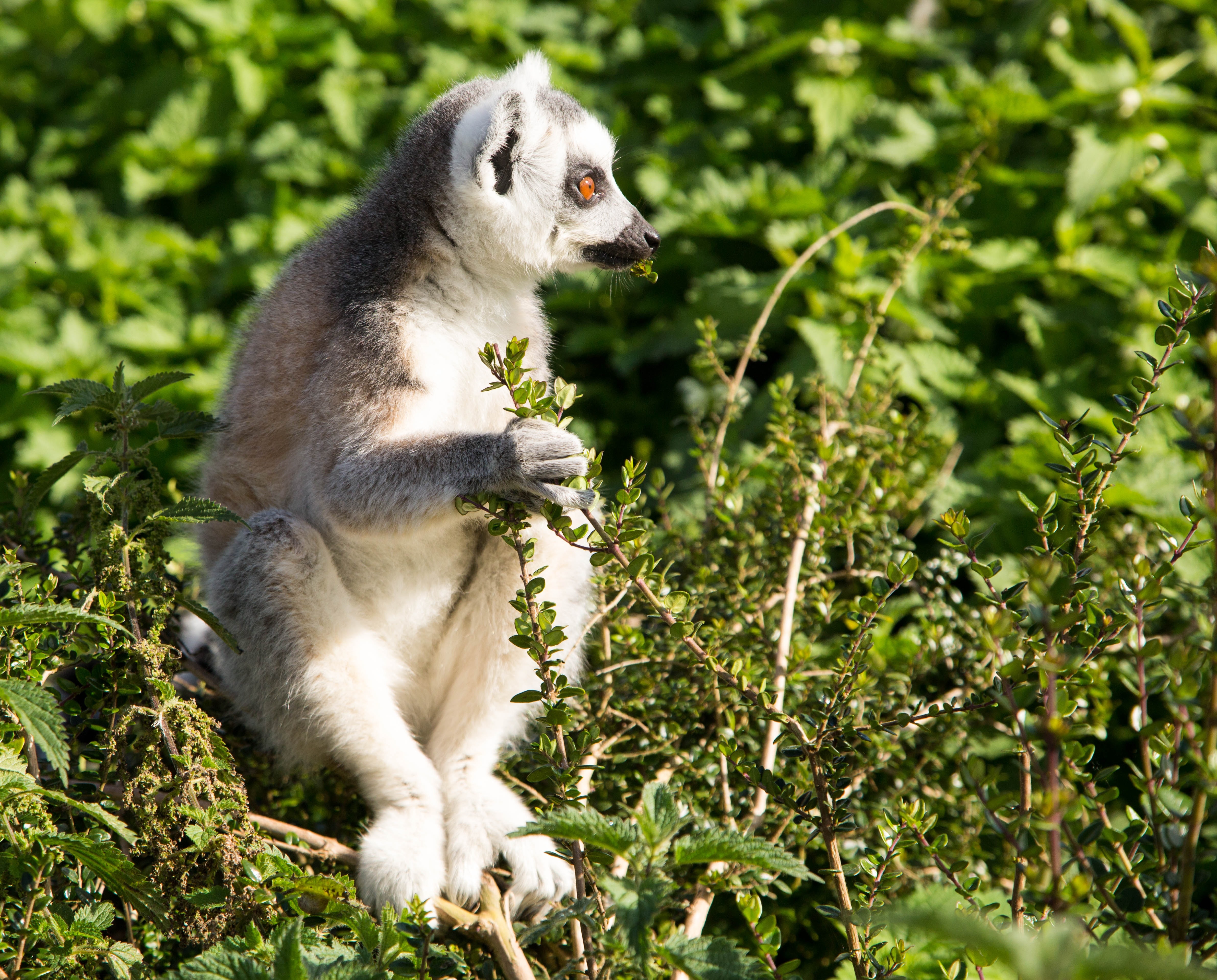 white grey and black lemur