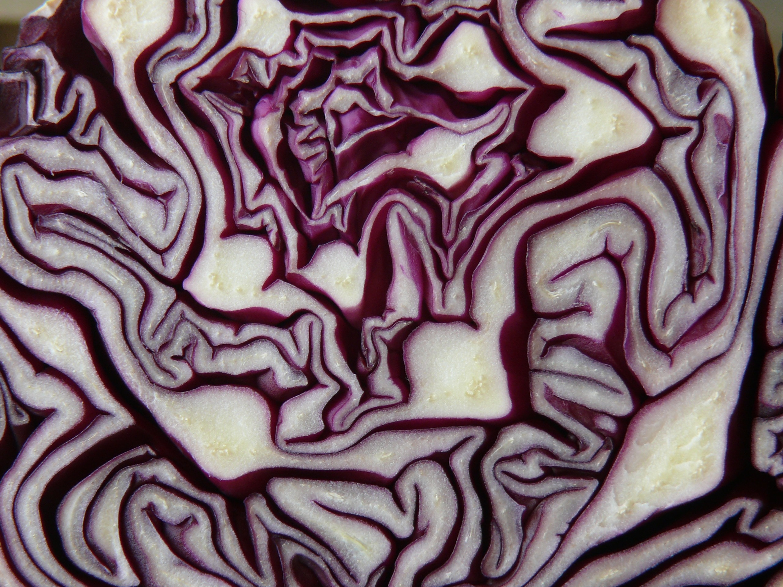 purple cabbage sliced in the middle