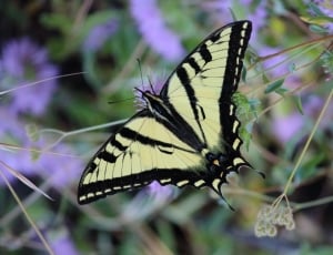 eastern tiger swallowtail butterfly thumbnail