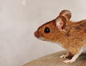 brown rodent thumbnail