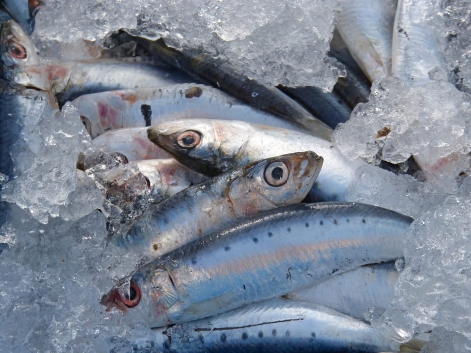 Sardines, Fresh Sardines, Fresh Fish, fish, seafood preview