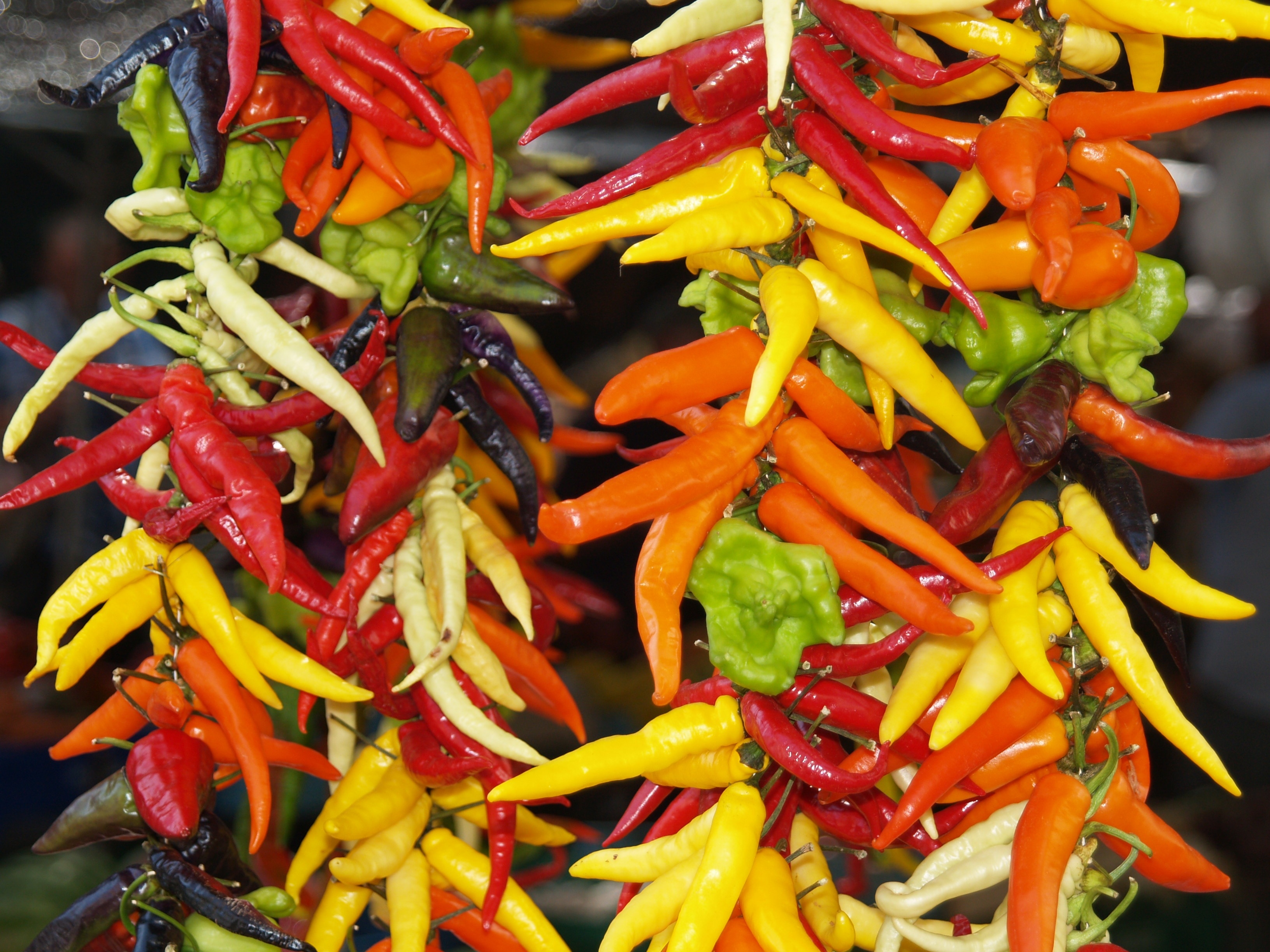 chili pepper lot
