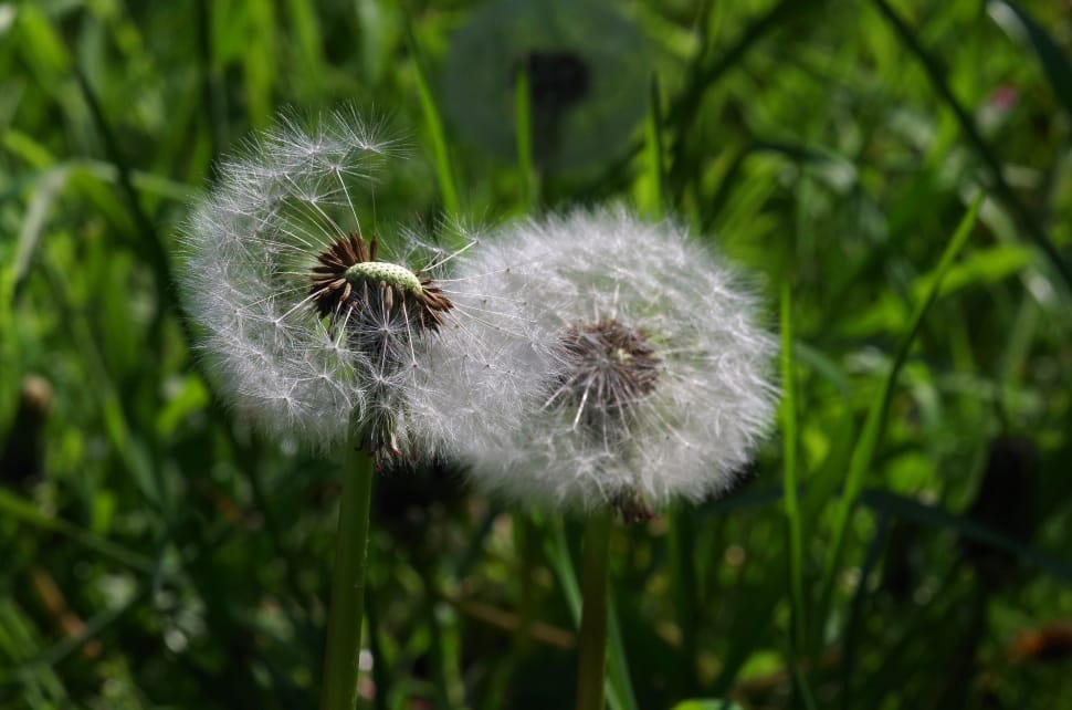 photo of Dandelion flower during daytime preview