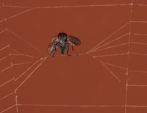 black house fly perched on spider web thumbnail