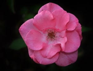 pink euphorbia thumbnail