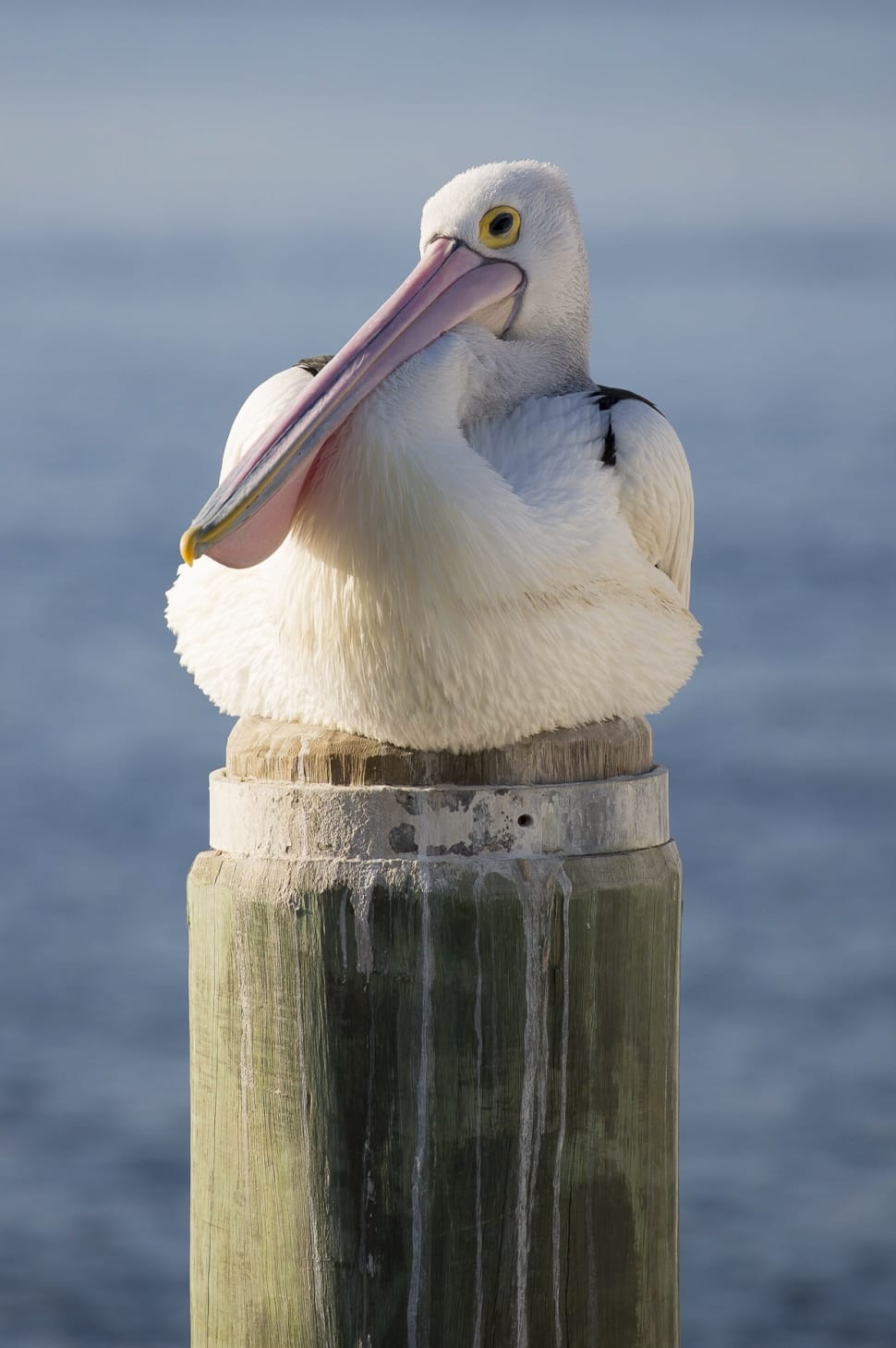 close-up of white pelican preview