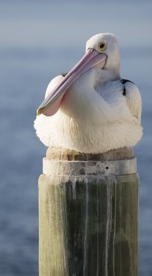 close-up of white pelican thumbnail