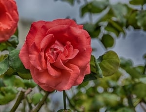 red rose in closeup photo thumbnail