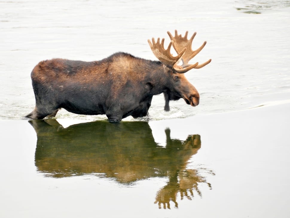Male, Wildlife, Nature, Bull Moose, one animal, animal wildlife preview