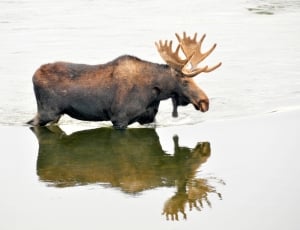 Male, Wildlife, Nature, Bull Moose, one animal, animal wildlife thumbnail