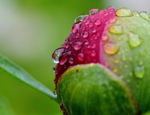 Nature, Raindrop, Peony, Drip, Rain, close-up, freshness thumbnail