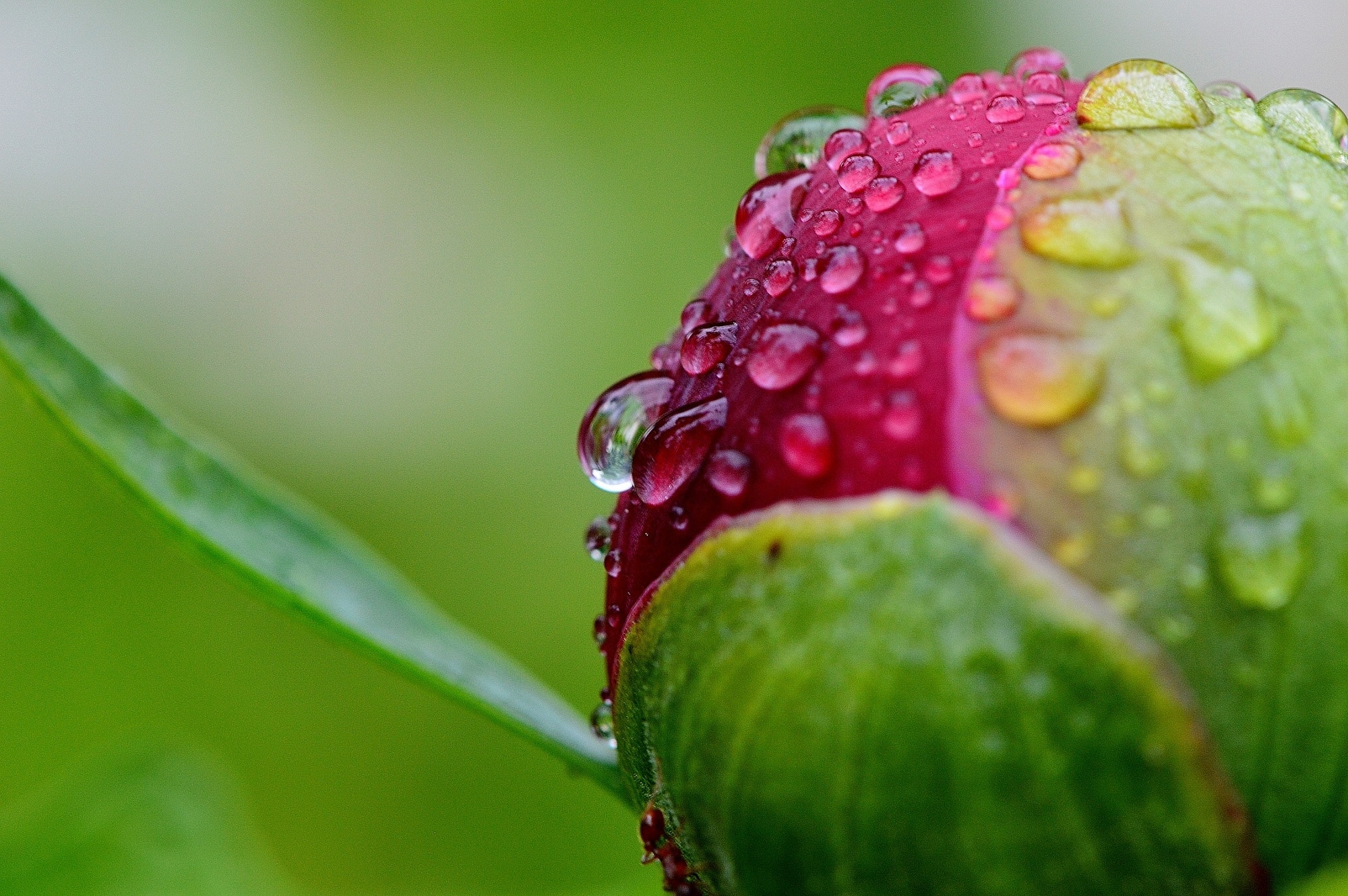 Nature, Raindrop, Peony, Drip, Rain, close-up, freshness