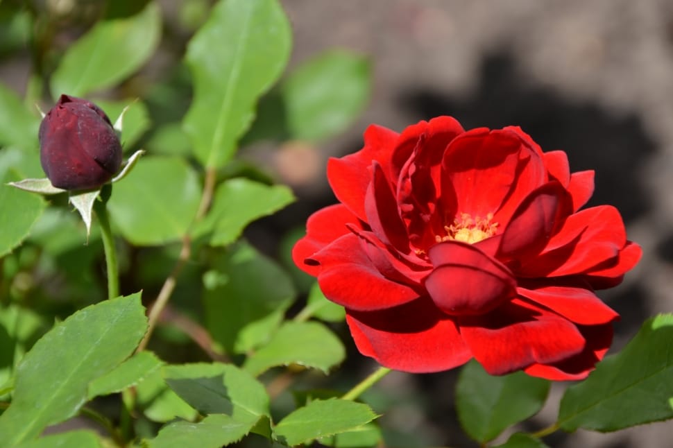 red rose flower in full bloom preview