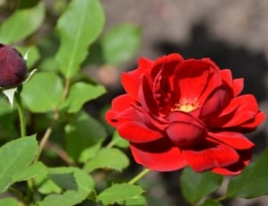 red rose flower in full bloom thumbnail