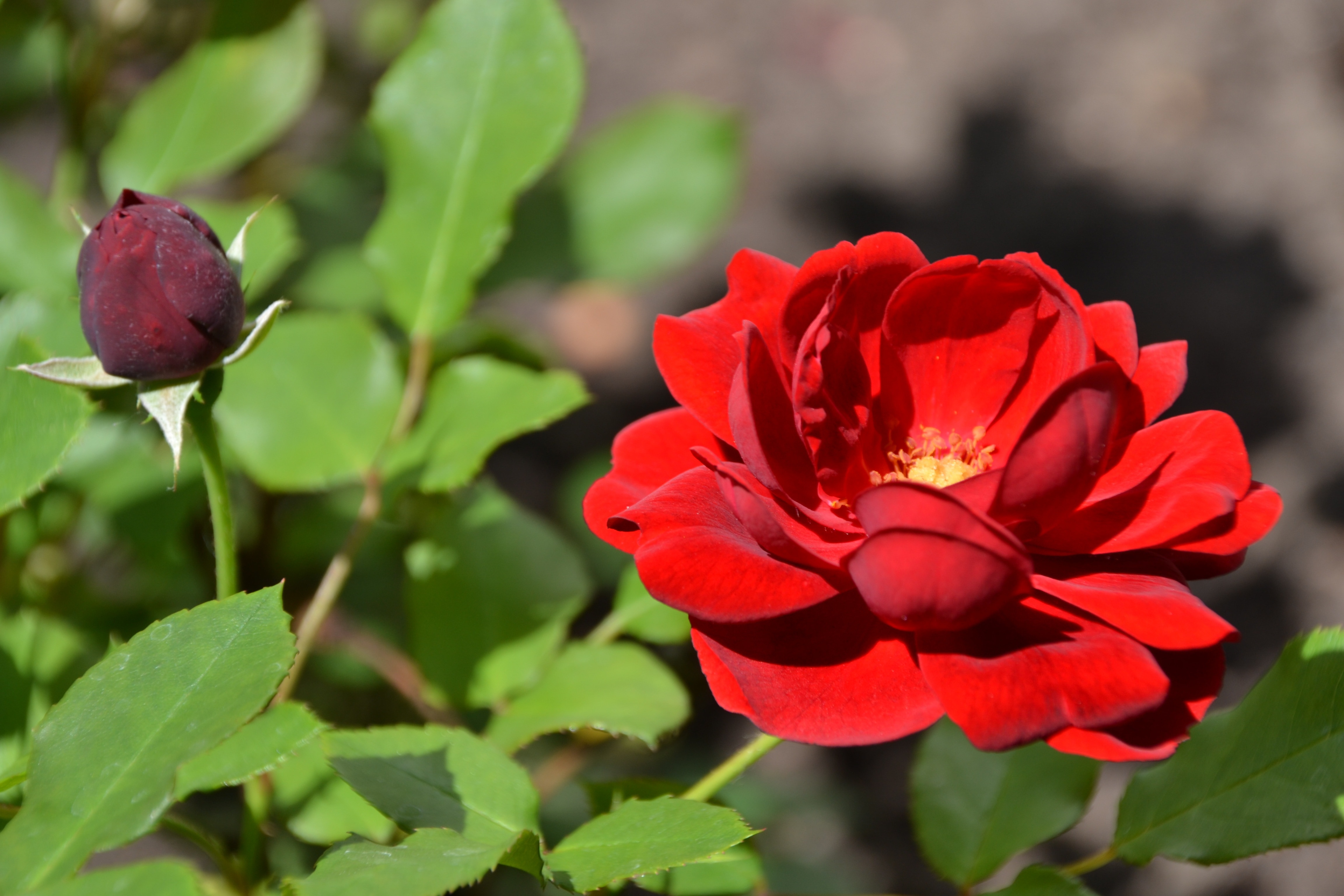 red rose flower in full bloom