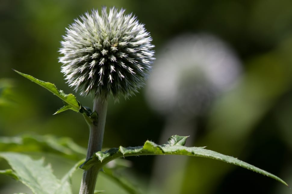 grey globe thistle preview