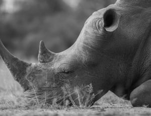 grayscale photo of rhino thumbnail