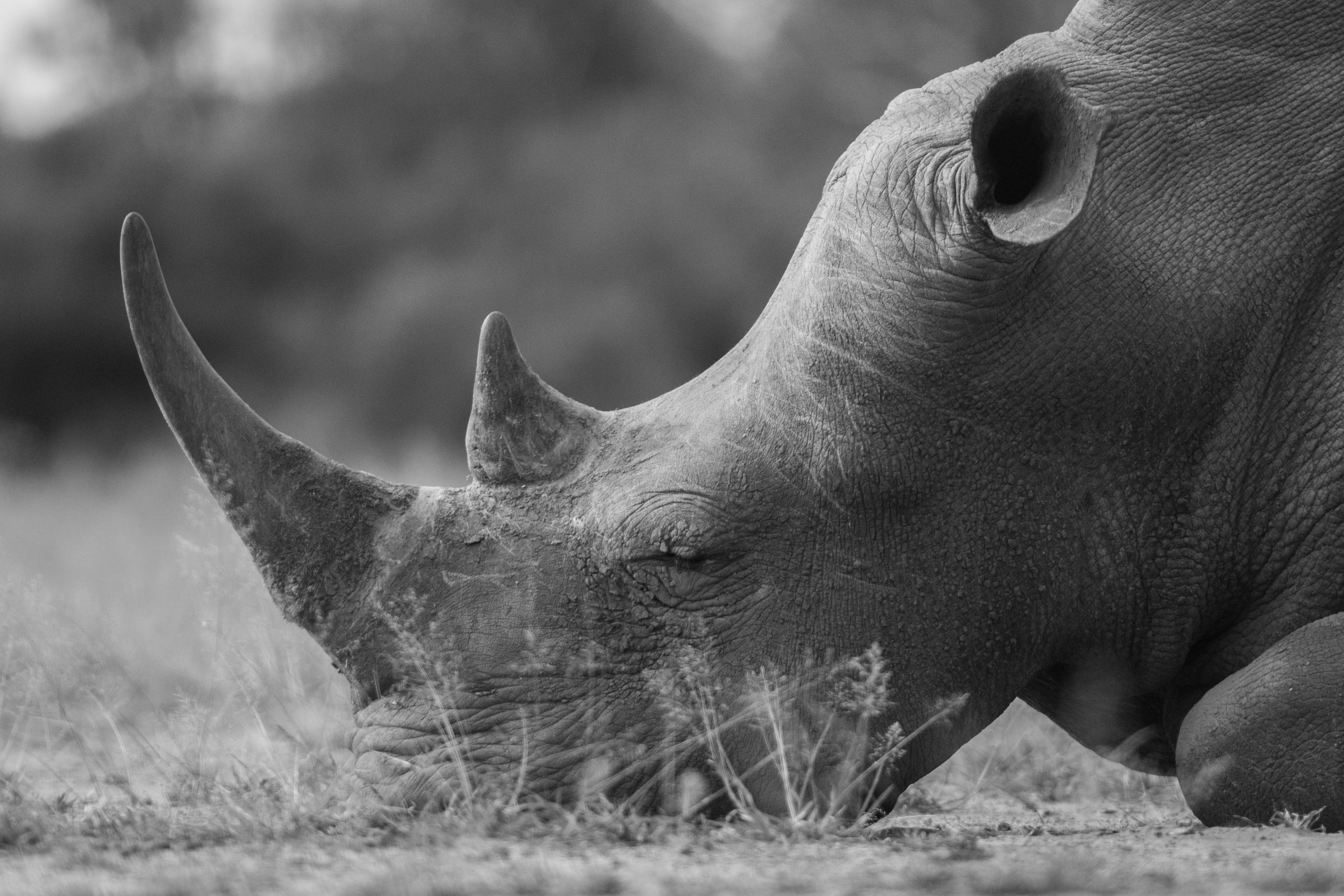 grayscale photo of rhino
