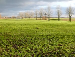 green grass field with trees and basketball system at distance thumbnail