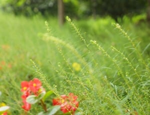 selective focus photography of green grass near red petaled flower thumbnail
