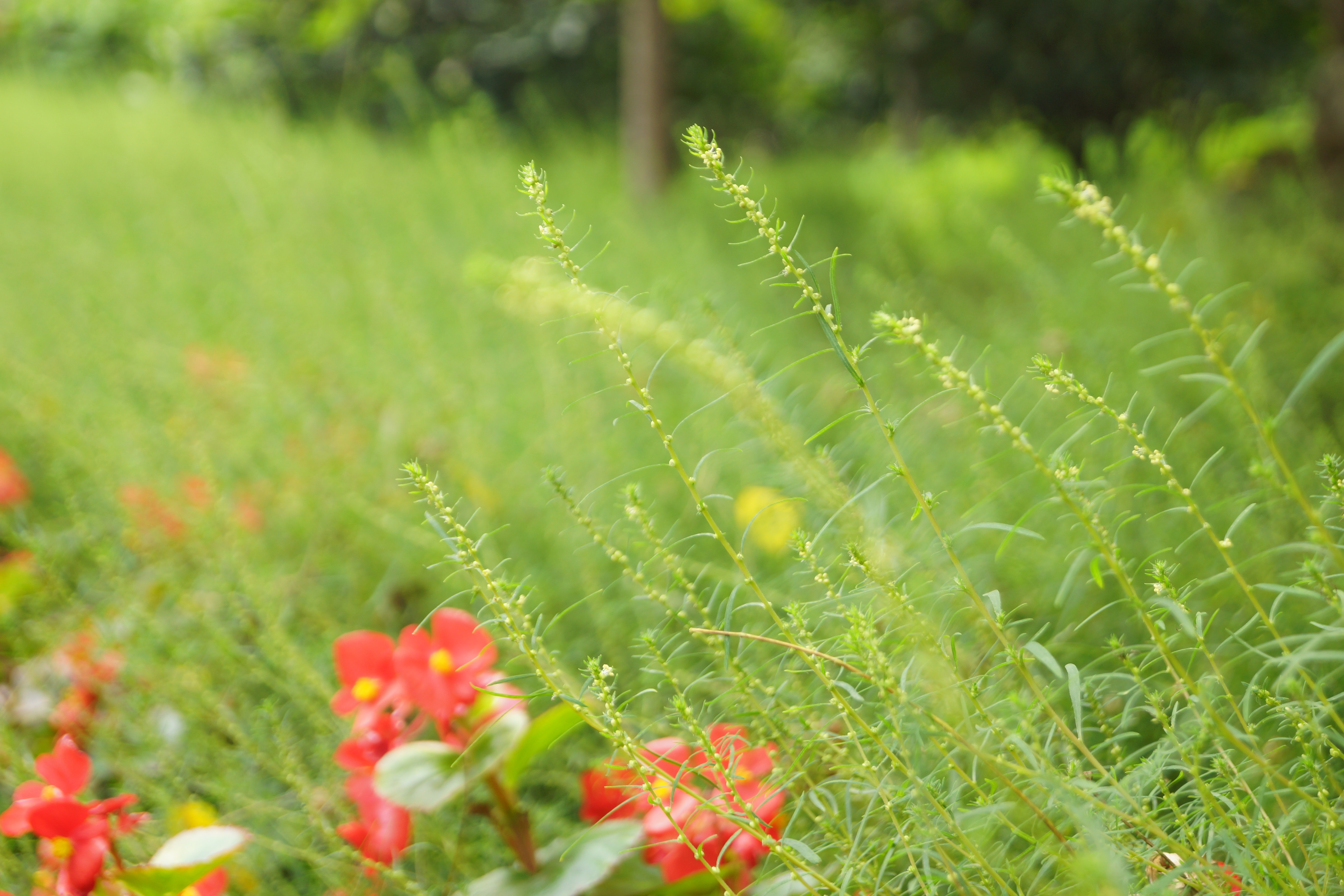selective focus photography of green grass near red petaled flower