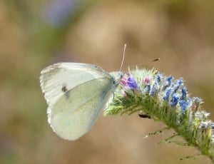 Blanqueta Cabbage, Libar, Butterfly, insect, flower thumbnail