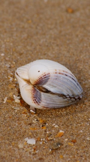 white and brown seashell thumbnail