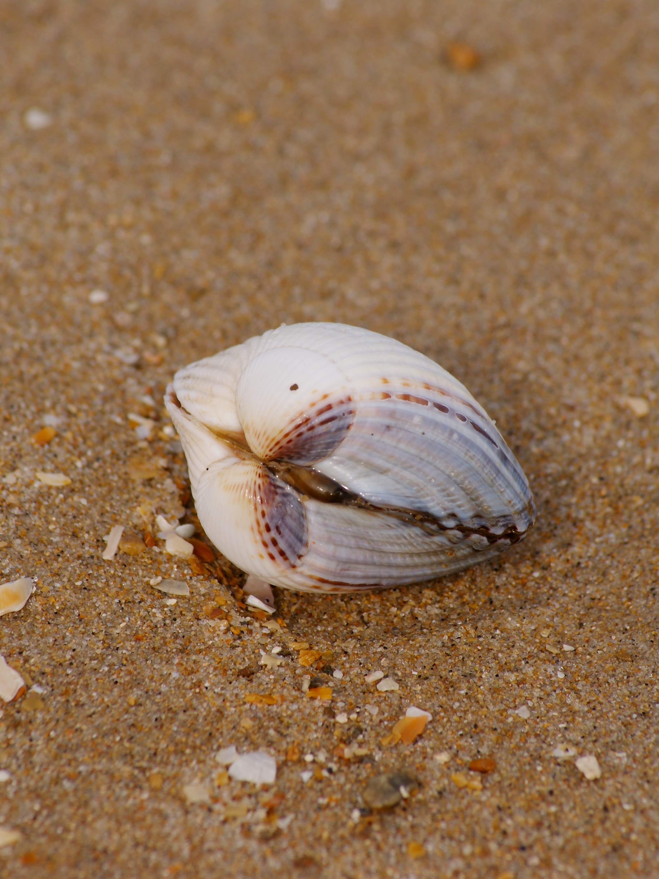 white and brown seashell