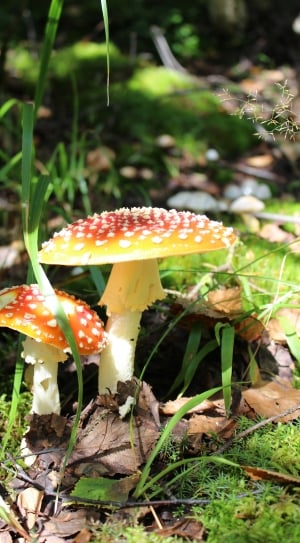 Summer, Nature, Mushrooms, Amanita, mushroom, fungus thumbnail
