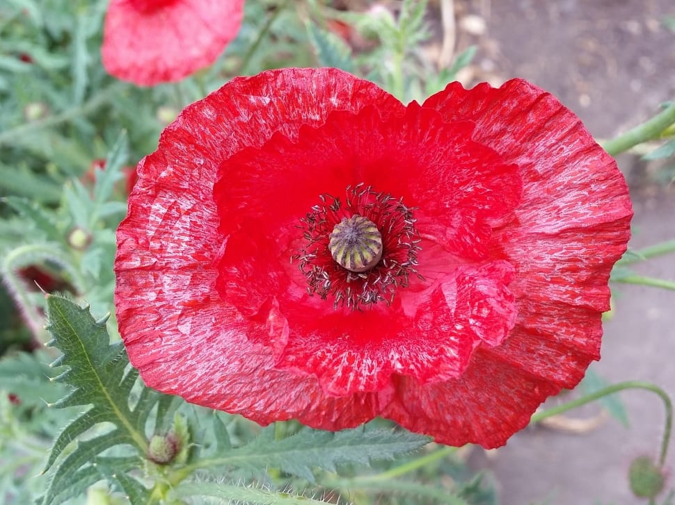 red poppy preview