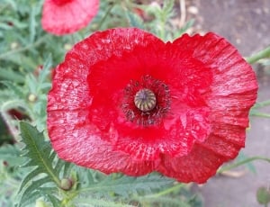 red poppy thumbnail