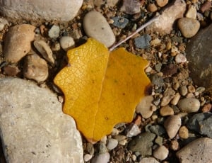beige leaf thumbnail