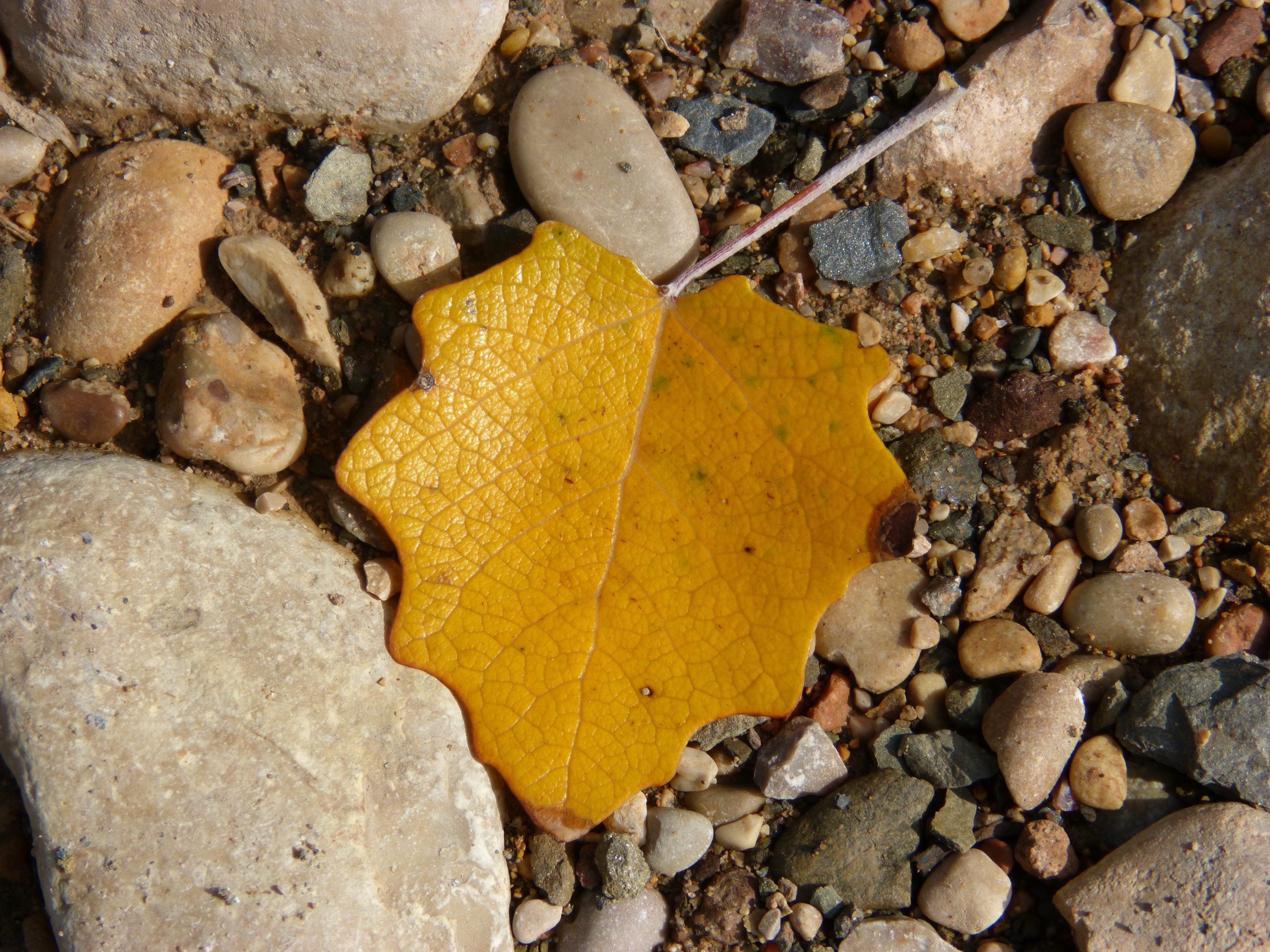 beige leaf