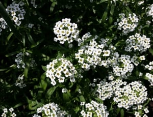 white clustered flowers thumbnail