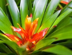 yellow and red flower on green plant thumbnail