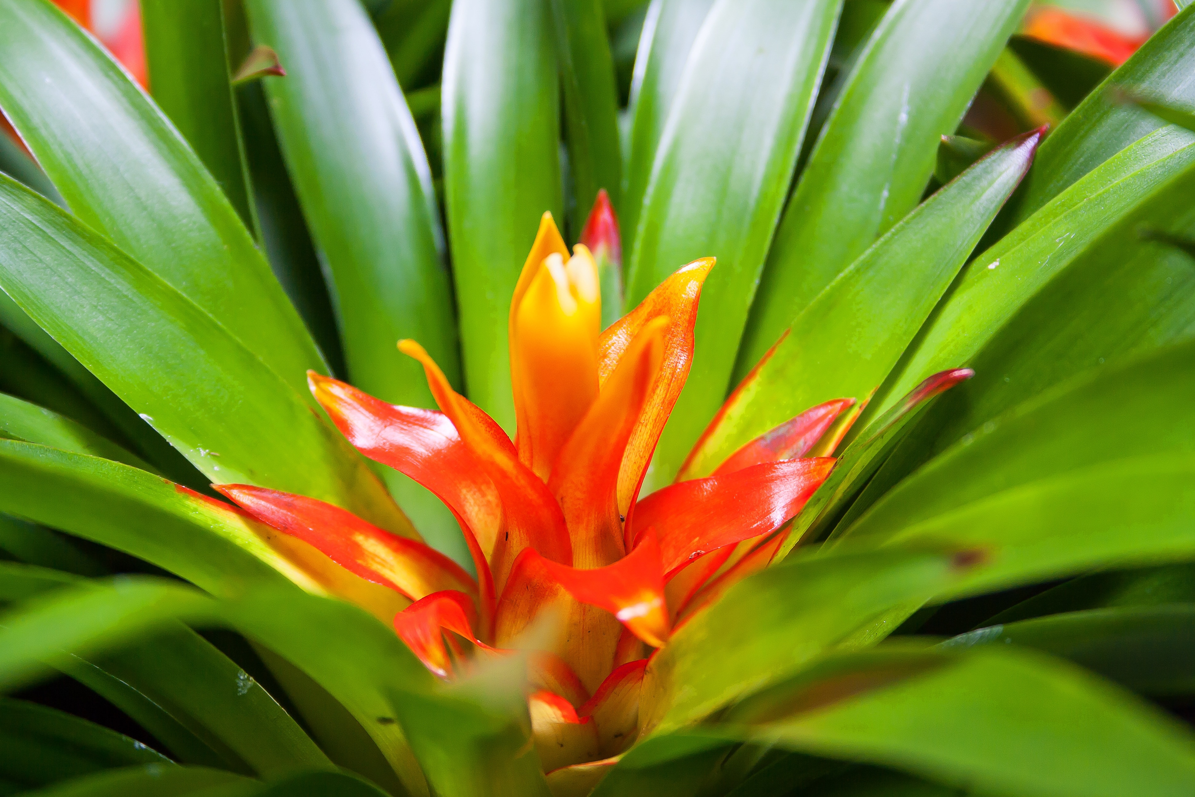 yellow and red flower on green plant