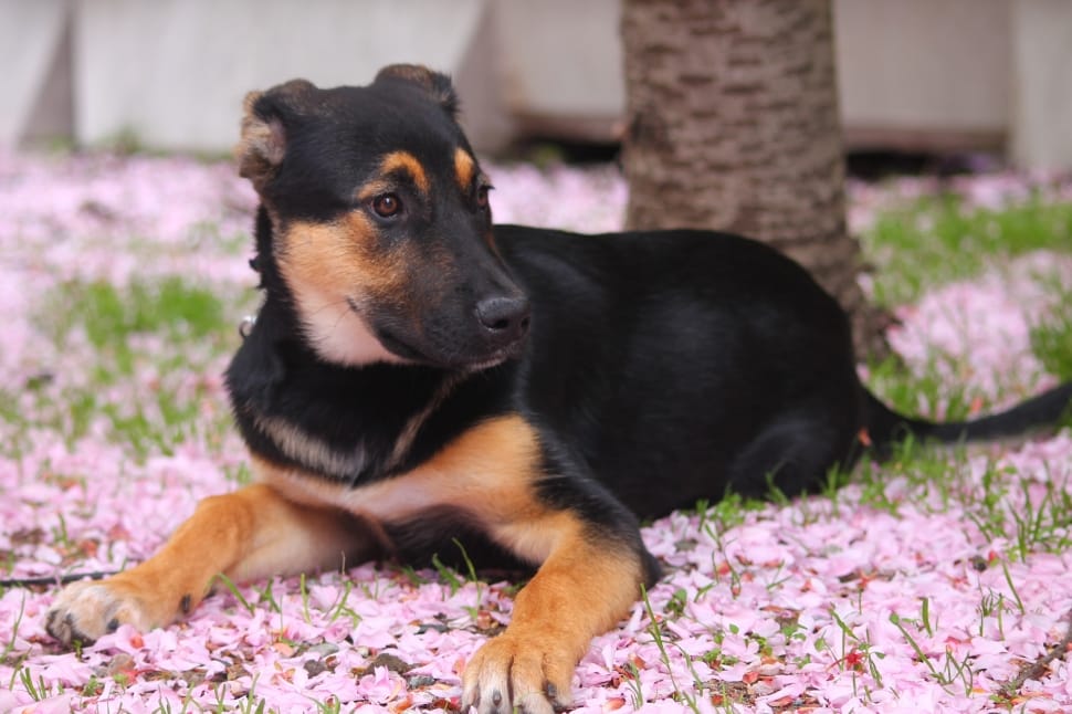 tan and black beauceron puppy preview
